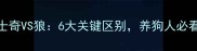 哈士奇VS狼6大关键区别养狗人必看