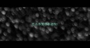 怎么养宠物泰迪狗