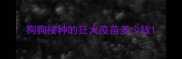 狗狗接种的狂犬疫苗多少钱