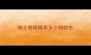 哈士奇眼睛有多少种颜色