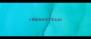 小狗疫苗本没了怎么办