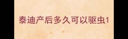 泰迪产后多久可以驱虫