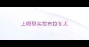 上哪里买拉布拉多犬