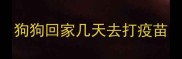 狗狗回家几天去打疫苗