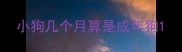 小狗几个月算是成年狗