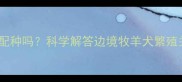 边牧幼犬15天大能配种吗科学解答边境牧羊犬繁殖关键期与饲养误区