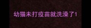 幼猫未打疫苗就洗澡了