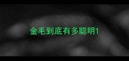 金毛到底有多聪明