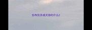 拉布拉多成犬给吃什么