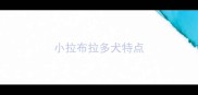 小拉布拉多犬特点