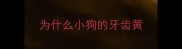 为什么小狗的牙齿黄