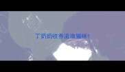 丁奶奶收养流浪猫咪
