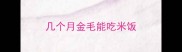 几个月金毛能吃米饭