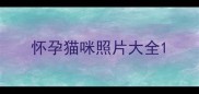 怀孕猫咪照片大全