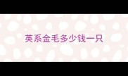 英系金毛多少钱一只