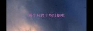 两个月的小狗吐蛔虫