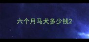 六个月马犬多少钱