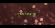 拉布拉多的尾巴粗