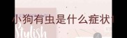 小狗有虫是什么症状