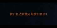 黄白色边牧睫毛是黄白色的