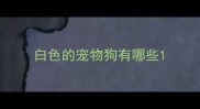 白色的宠物狗有哪些