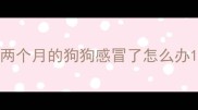 两个月的狗狗感冒了怎么办