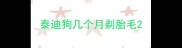 泰迪狗几个月剃胎毛