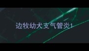 边牧幼犬支气管炎