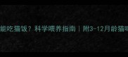幼猫什么时候能吃猫饭科学喂养指南附3-12月龄猫咪饮食全攻略