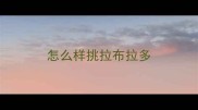 怎么样挑拉布拉多