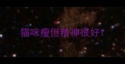 猫咪瘦但精神很好