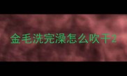 金毛洗完澡怎么吹干