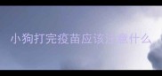小狗打完疫苗应该注意什么
