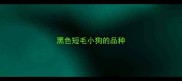 黑色短毛小狗的品种