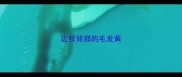 边牧背部的毛发黄