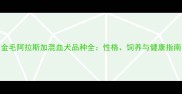 金毛阿拉斯加混血犬品种全性格饲养与健康指南
