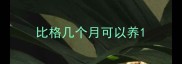 比格几个月可以养