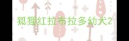 狐狸红拉布拉多幼犬