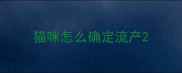 猫咪怎么确定流产