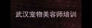 武汉宠物美容师培训
