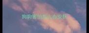 狗狗害怕怎么办安抚