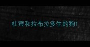 杜宾和拉布拉多生的狗