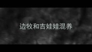边牧和吉娃娃混养