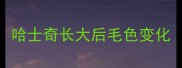 哈士奇长大后毛色变化