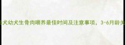 科学喂养指南马犬幼犬生骨肉喂养最佳时间及注意事项3-6月龄关键期营养方案