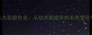 棕哈士奇长大后颜色全从幼犬到成年的毛色变化与养护指南