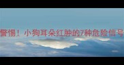 警惕小狗耳朵红肿的7种危险信号