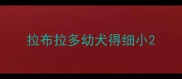 拉布拉多幼犬得细小
