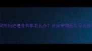 泰迪怀孕期间突然拒绝进食狗粮怎么办资深宠物医生孕犬营养补充全攻略