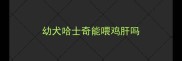 幼犬哈士奇能喂鸡肝吗